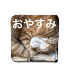 ニャンとかスタンプ（個別スタンプ：1）