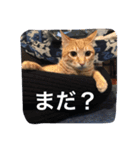 ニャンとかスタンプ（個別スタンプ：2）