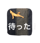 ニャンとかスタンプ（個別スタンプ：6）