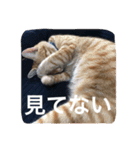 ニャンとかスタンプ（個別スタンプ：8）