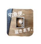 ニャンとかスタンプ（個別スタンプ：13）