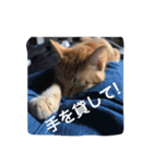 ニャンとかスタンプ（個別スタンプ：15）
