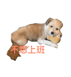 3son:ouah！ouah！（個別スタンプ：3）
