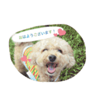 Toy poodle Loop's stickers（個別スタンプ：1）