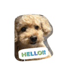 Toy poodle Loop's stickers（個別スタンプ：2）
