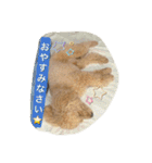 Toy poodle Loop's stickers（個別スタンプ：3）
