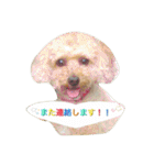 Toy poodle Loop's stickers（個別スタンプ：4）
