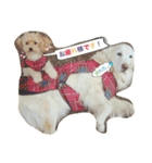 Toy poodle Loop's stickers（個別スタンプ：5）