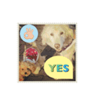 Toy poodle Loop's stickers（個別スタンプ：6）