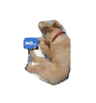 Toy poodle Loop's stickers（個別スタンプ：7）