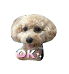 Toy poodle Loop's stickers（個別スタンプ：8）