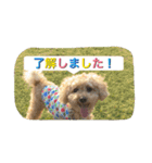 Toy poodle Loop's stickers（個別スタンプ：9）