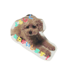 Toy poodle Loop's stickers（個別スタンプ：10）