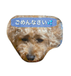 Toy poodle Loop's stickers（個別スタンプ：11）