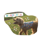 Toy poodle Loop's stickers（個別スタンプ：12）