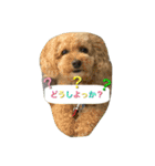 Toy poodle Loop's stickers（個別スタンプ：13）