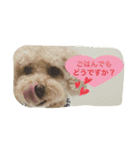 Toy poodle Loop's stickers（個別スタンプ：14）
