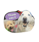 Toy poodle Loop's stickers（個別スタンプ：15）