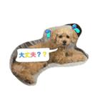 Toy poodle Loop's stickers（個別スタンプ：16）