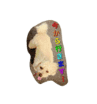 Toy poodle Loop's stickers（個別スタンプ：17）