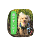 Toy poodle Loop's stickers（個別スタンプ：19）