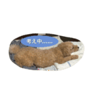 Toy poodle Loop's stickers（個別スタンプ：20）
