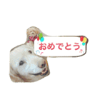 Toy poodle Loop's stickers（個別スタンプ：21）