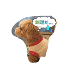Toy poodle Loop's stickers（個別スタンプ：22）