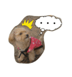 Toy poodle Loop's stickers（個別スタンプ：23）