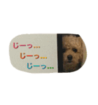 Toy poodle Loop's stickers（個別スタンプ：24）