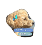 Toy poodle Loop's stickers（個別スタンプ：25）