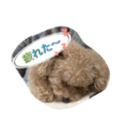 Toy poodle Loop's stickers（個別スタンプ：26）