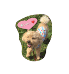 Toy poodle Loop's stickers（個別スタンプ：27）