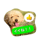 Toy poodle Loop's stickers（個別スタンプ：28）