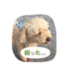 Toy poodle Loop's stickers（個別スタンプ：29）