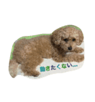 Toy poodle Loop's stickers（個別スタンプ：30）