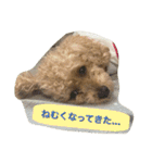 Toy poodle Loop's stickers（個別スタンプ：31）