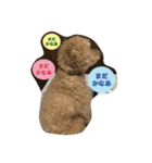 Toy poodle Loop's stickers（個別スタンプ：32）
