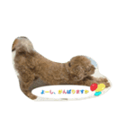 Toy poodle Loop's stickers（個別スタンプ：33）