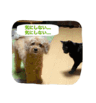 Toy poodle Loop's stickers（個別スタンプ：34）