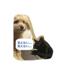 Toy poodle Loop's stickers（個別スタンプ：35）