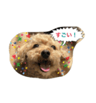 Toy poodle Loop's stickers（個別スタンプ：37）