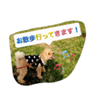 Toy poodle Loop's stickers（個別スタンプ：39）