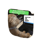 Toy poodle Loop's stickers（個別スタンプ：40）