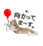 シーズーのふうたの日常生活2（個別スタンプ：1）