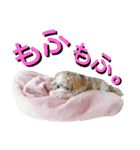 シーズーのふうたの日常生活2（個別スタンプ：5）