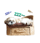 シーズーのふうたの日常生活2（個別スタンプ：13）