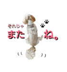 シーズーのふうたの日常生活2（個別スタンプ：16）