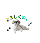 シーズーのふうたの日常生活2（個別スタンプ：20）