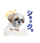シーズーのふうたの日常生活2（個別スタンプ：21）